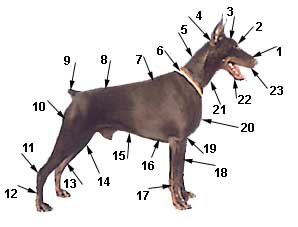 Anatomie des Dobermann